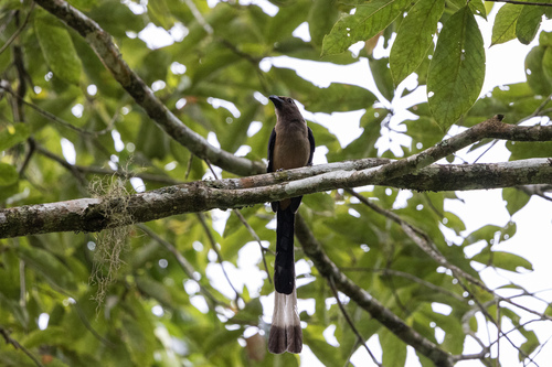 Sumatran Treepie (Dendrocitta occipitalis)