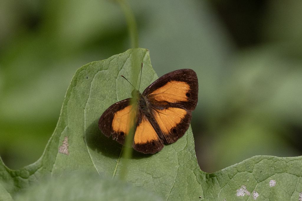 Mycalesis marginata (Mycalesis marginata)