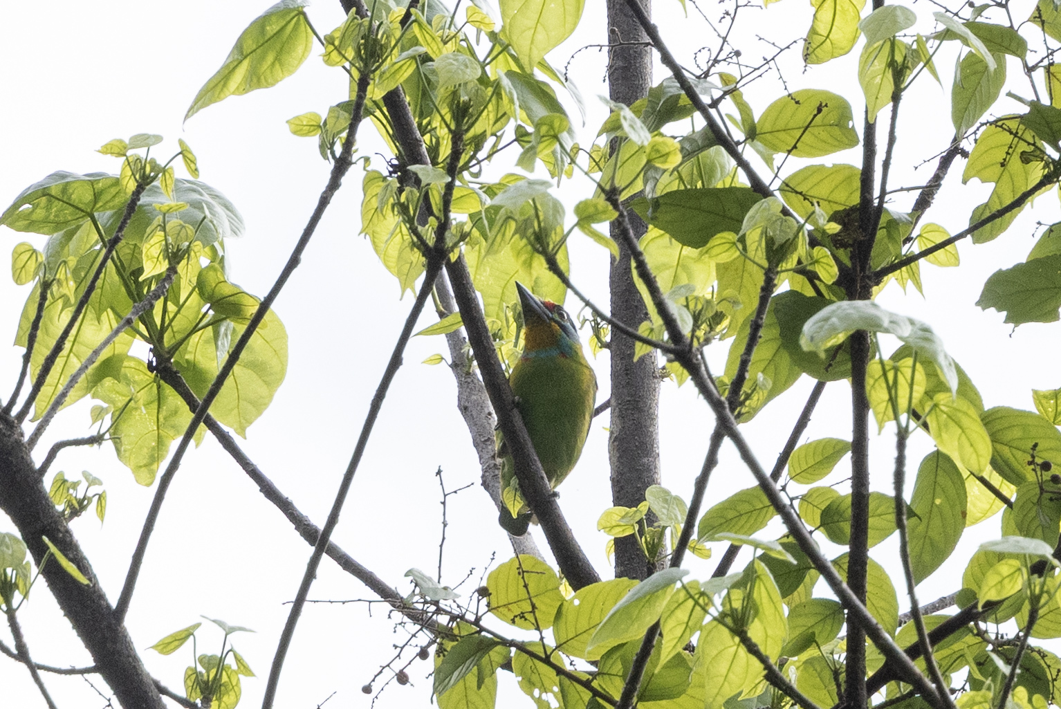 Black-browed Barbet (Psilopogon oorti), photo 3