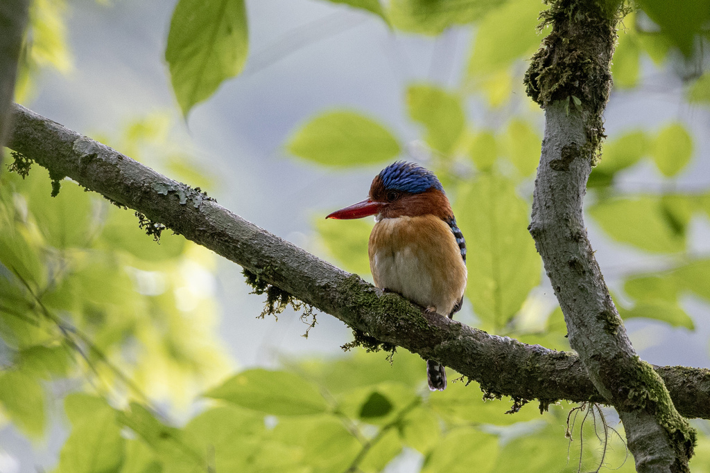 Banded Kingfisher (Lacedo pulchella)