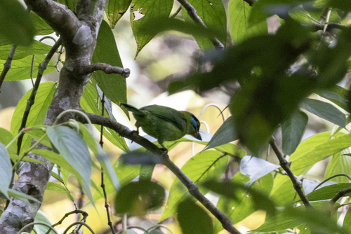 Black-browed Barbet (Psilopogon oorti)