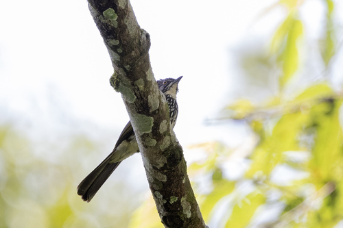 Cream-striped Bulbul (Ixos leucogrammicus), photo 7