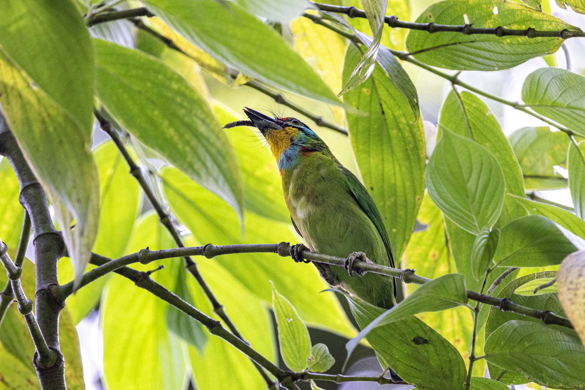 Black-browed Barbet (Psilopogon oorti), photo 2