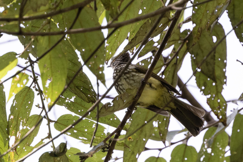 Cream-striped Bulbul (Ixos leucogrammicus), photo 6