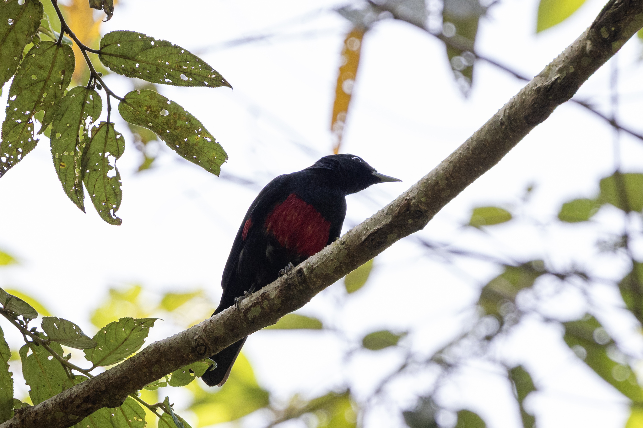 Javan Oriole (Oriolus cruentus), photo 1