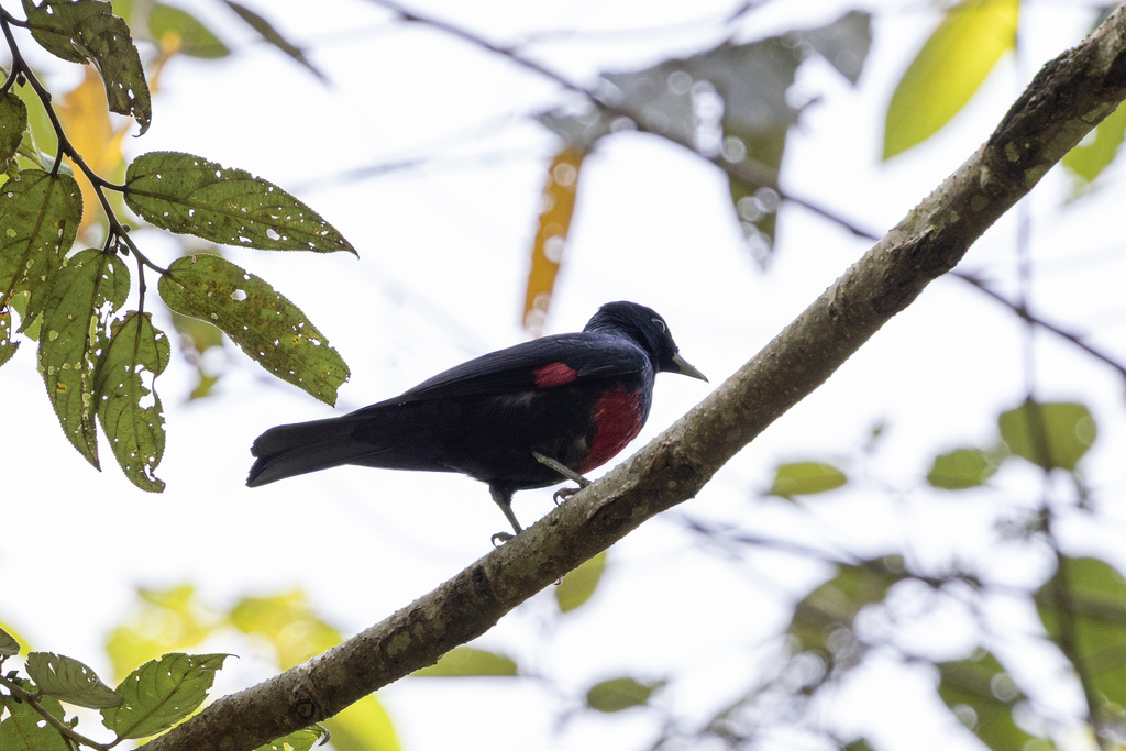 Black-and-crimson Oriole (Oriolus cruentus)