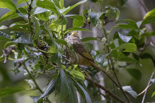 Spot-necked Bulbul (Pycnonotus tympanistrigus)