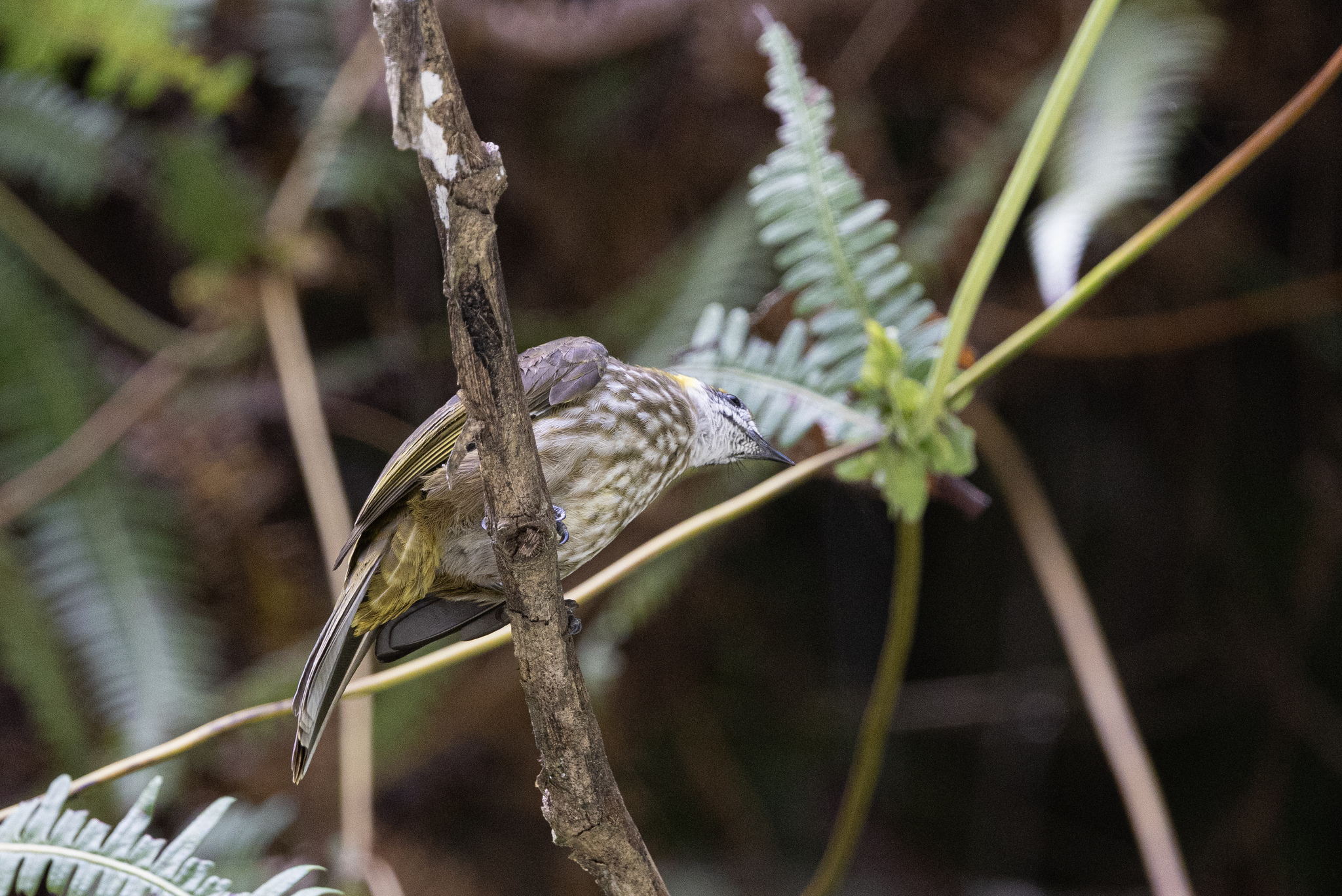 Spot-necked Bulbul (Pycnonotus tympanistrigus), photo 2