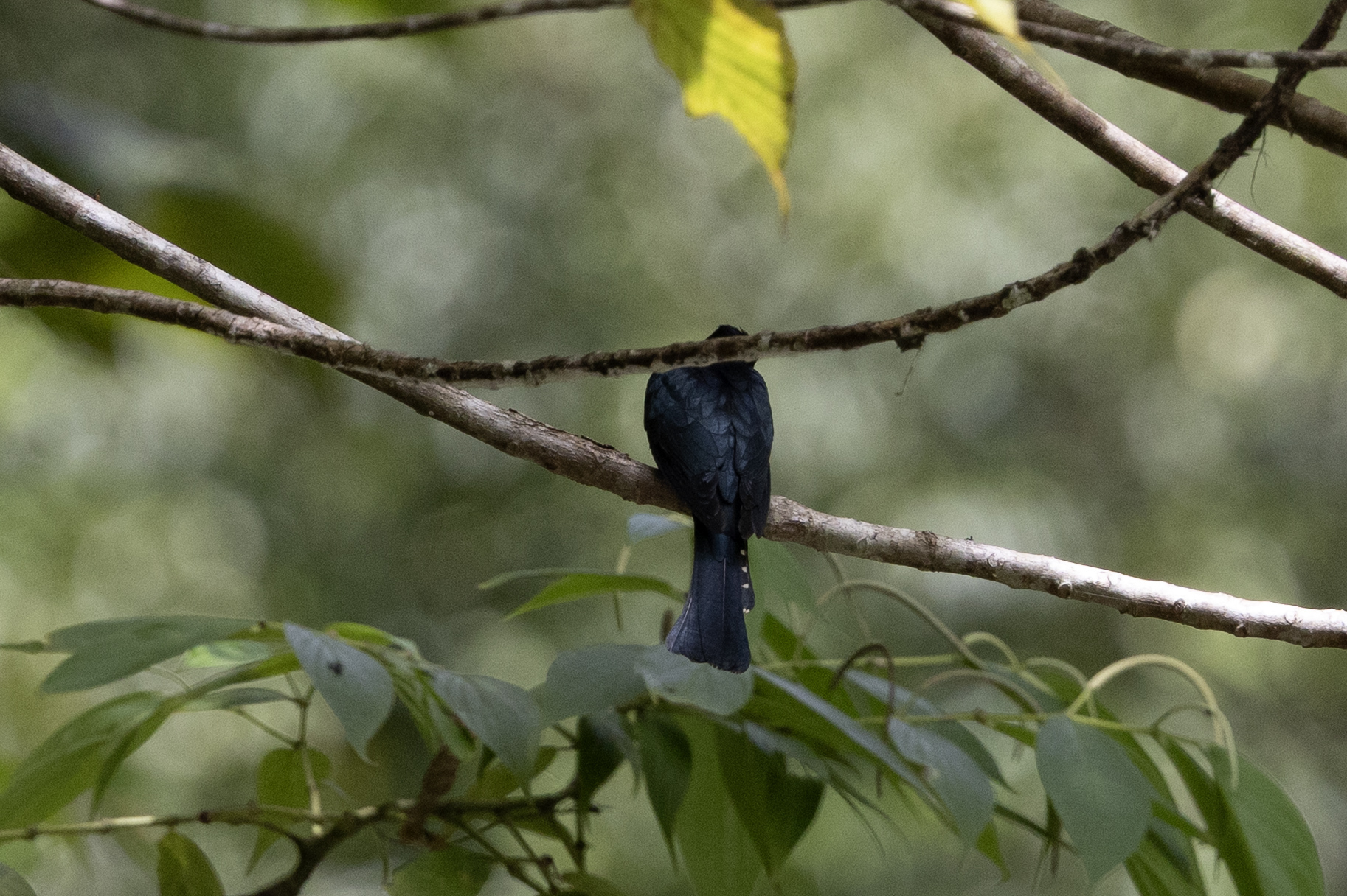 Square-tailed Drongo-Cuckoo (Surniculus lugubris), photo 2