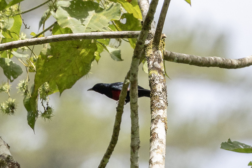 Javan Oriole (Oriolus cruentus), photo 7