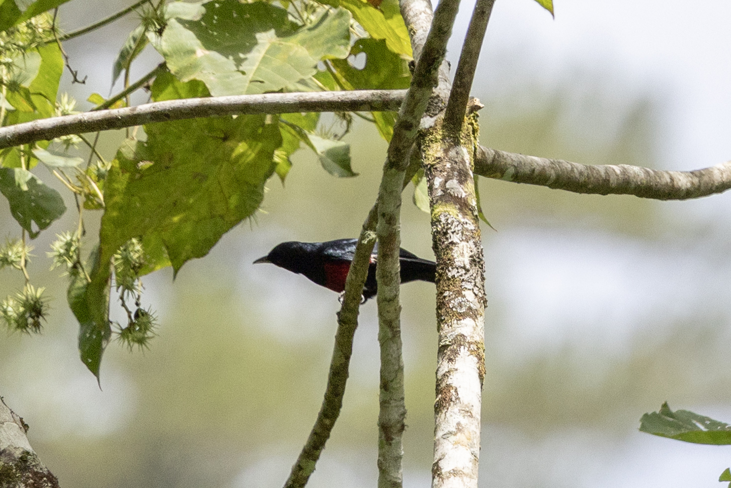 Javan Oriole (Oriolus cruentus), photo 3