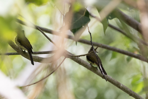 Cream-striped Bulbul (Ixos leucogrammicus), photo 5