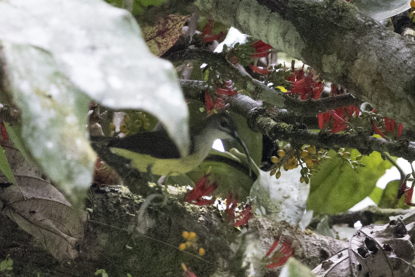 Little Spiderhunter (Arachnothera longirostra), photo 5