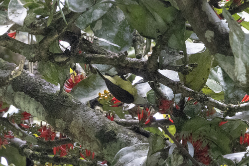 Little Spiderhunter (Arachnothera longirostra), photo 5