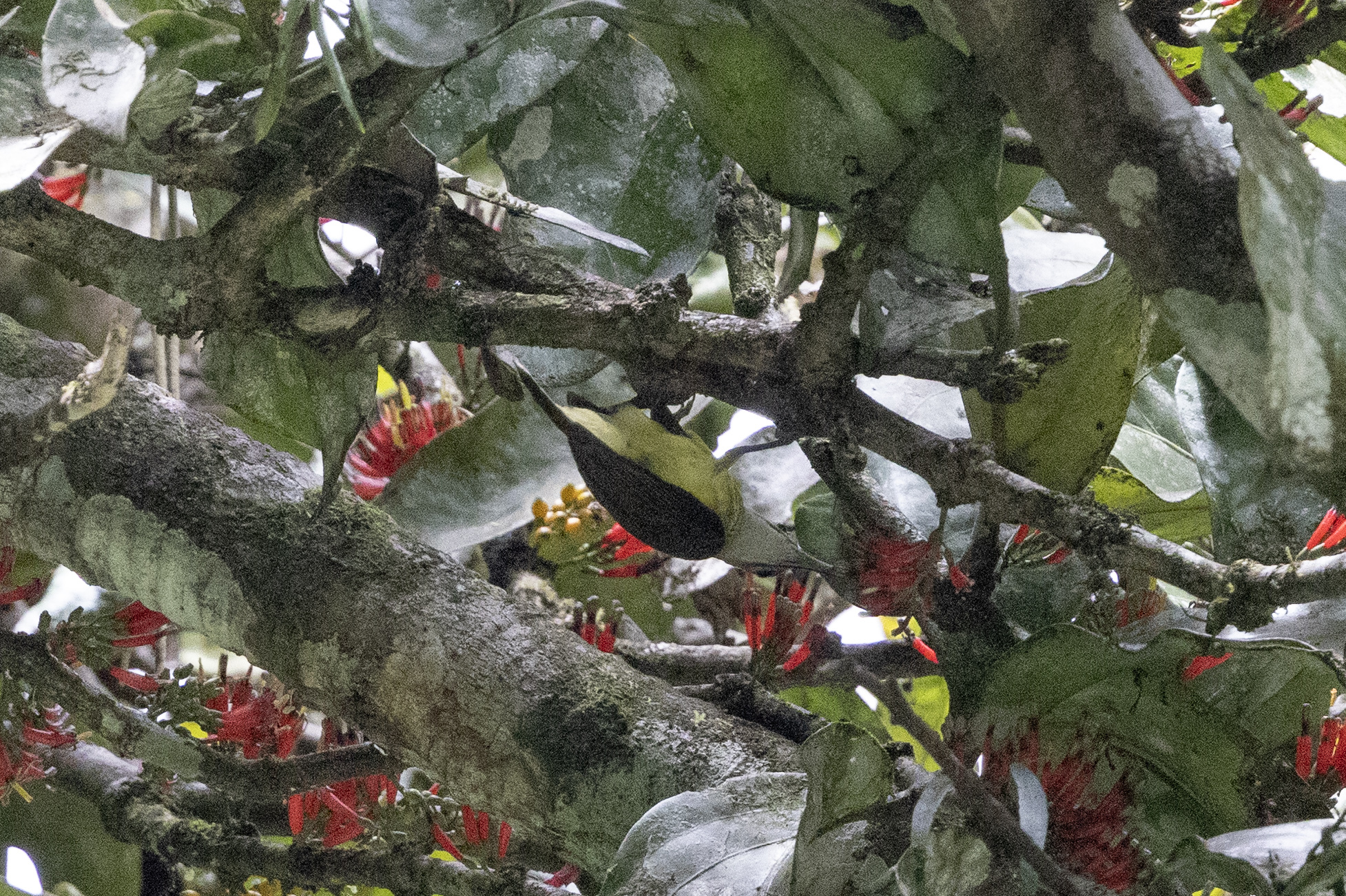 Little Spiderhunter (Arachnothera longirostra), photo 6