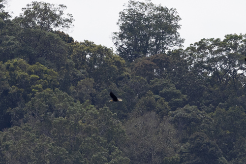 Wreathed Hornbill (Rhyticeros undulatus), photo 7