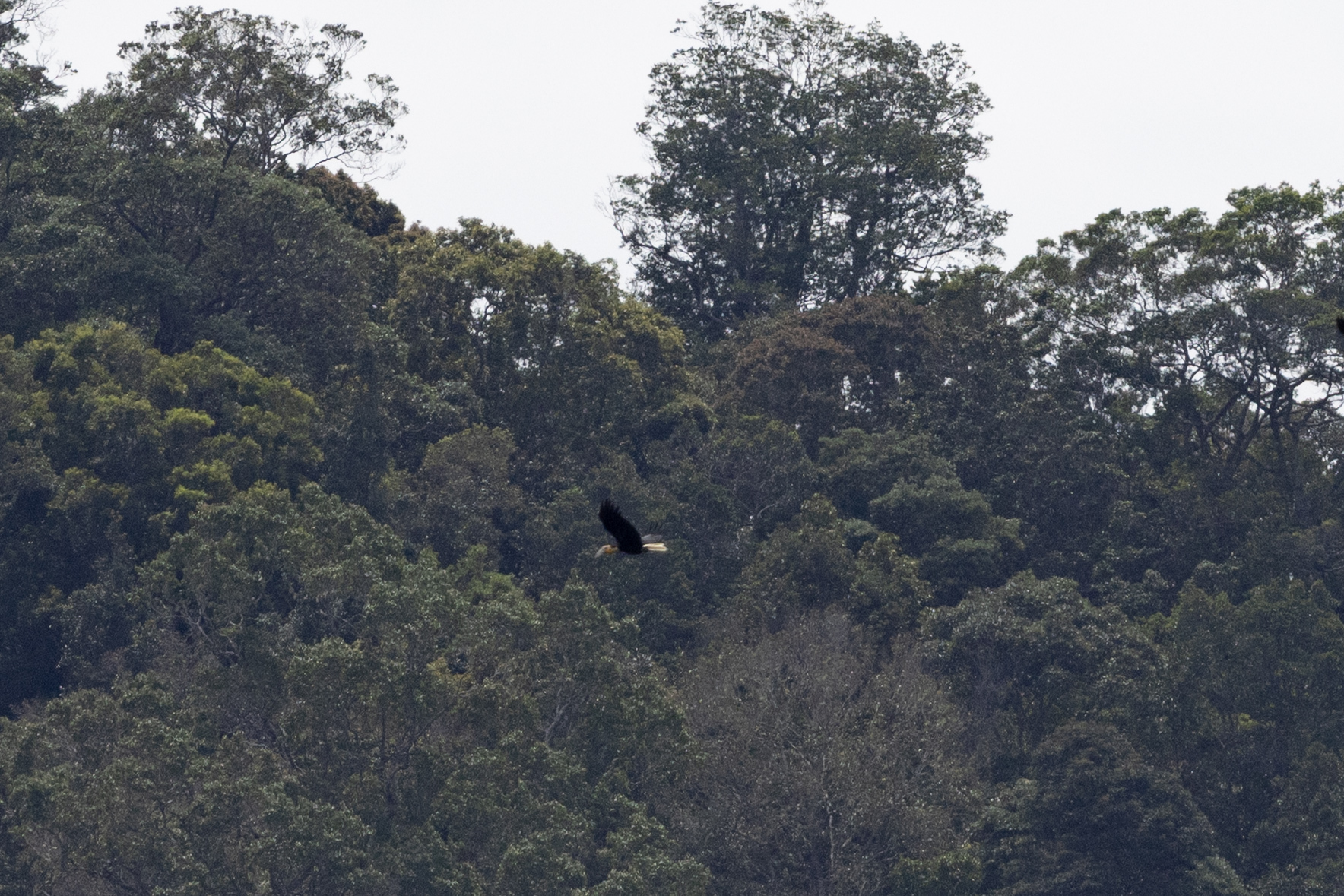 Wreathed Hornbill (Rhyticeros undulatus), photo 3