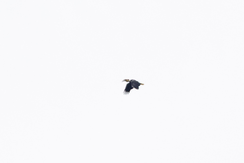 Wreathed Hornbill (Rhyticeros undulatus), photo 1