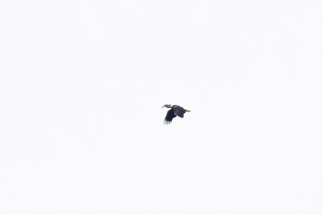Wreathed Hornbill (Rhyticeros undulatus), photo 1