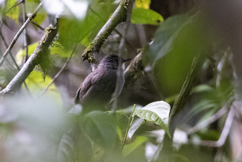 Cinereous Bulbul (Hemixos cinereus), photo 2
