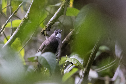 Cinereous Bulbul (Hemixos cinereus), photo 3