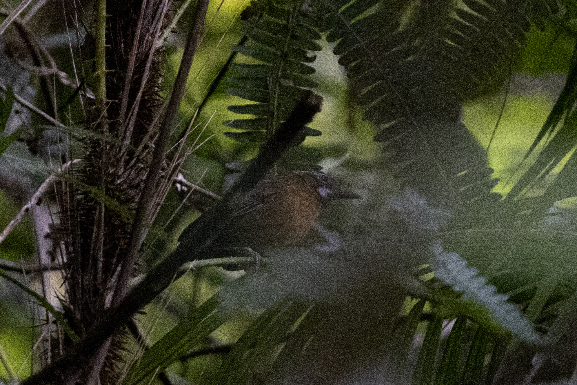 Grey-throated Babbler (Stachyris nigriceps), photo 8