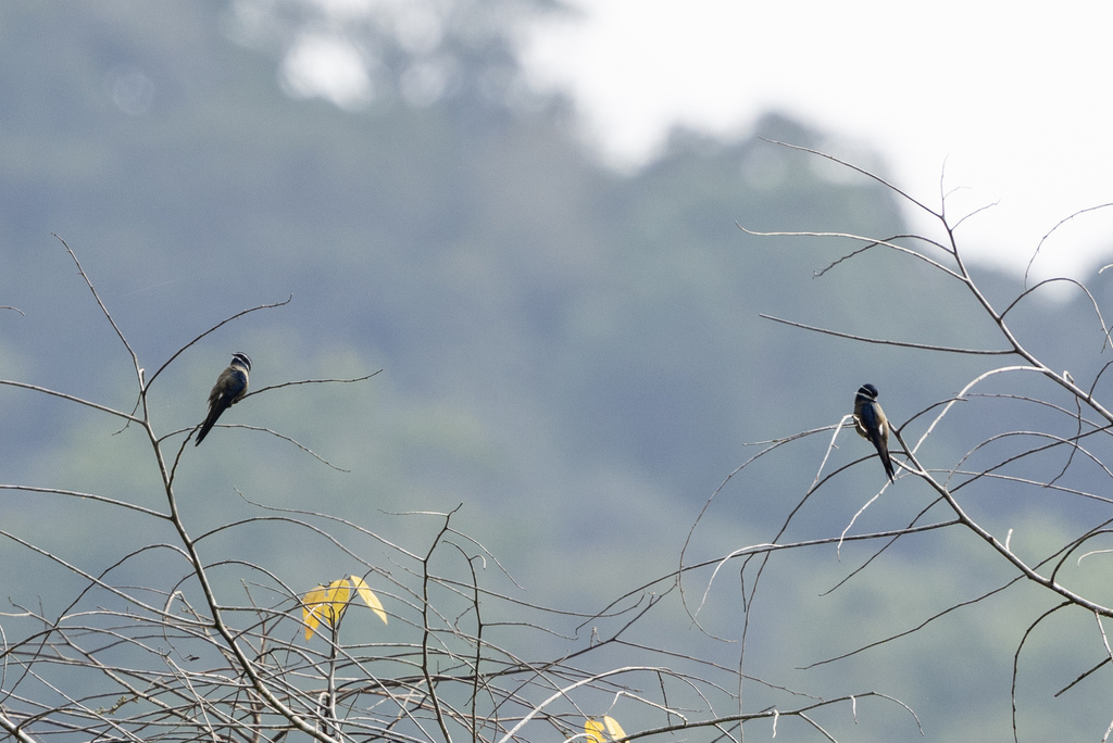 Whiskered Treeswift (Hemiprocne comata)