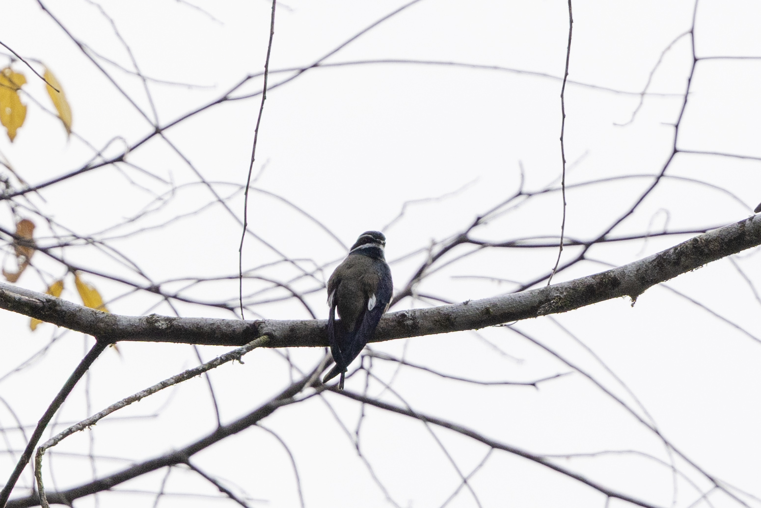 Whiskered Treeswift (Hemiprocne comata), photo 3