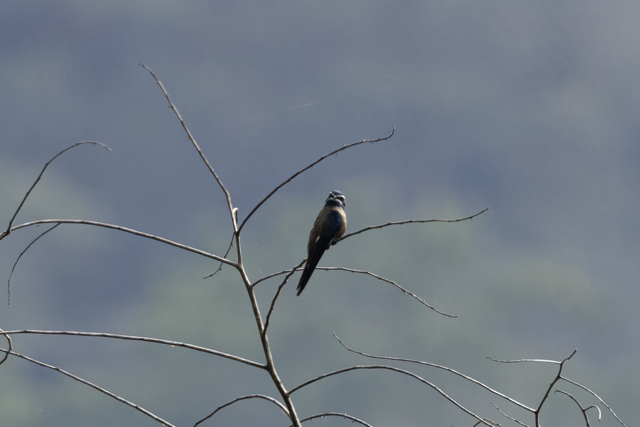 Whiskered Treeswift (Hemiprocne comata), photo 4
