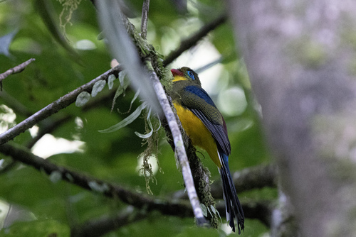 Sumatran Trogon (Apalharpactes mackloti), photo 7