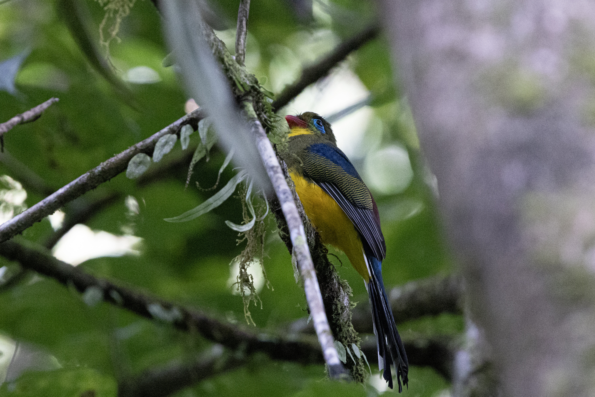 Sumatran Trogon (Apalharpactes mackloti), photo 7