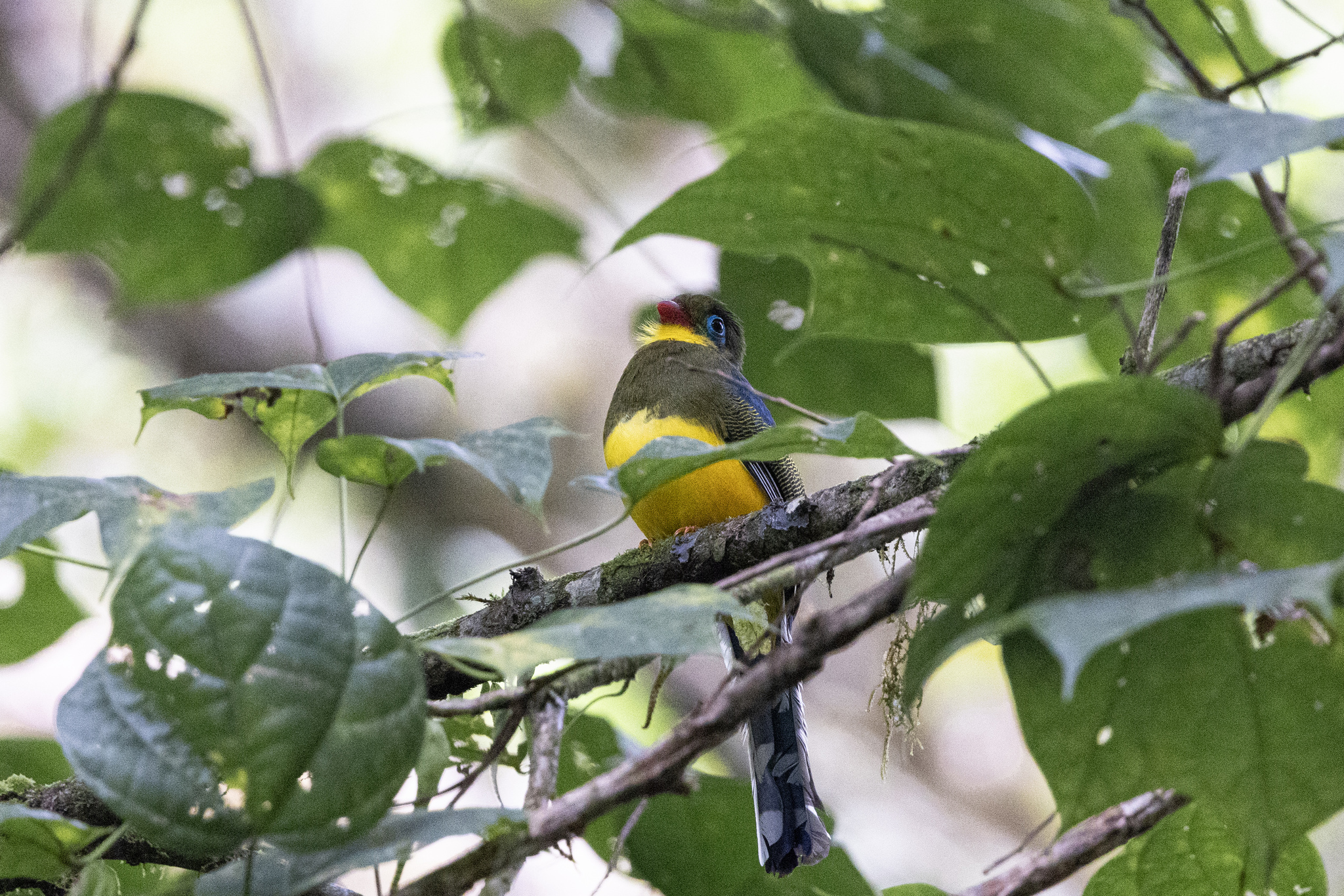 Sumatran Trogon (Apalharpactes mackloti), photo 5
