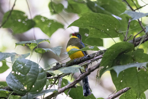 Sumatran Trogon (Apalharpactes mackloti), photo 6