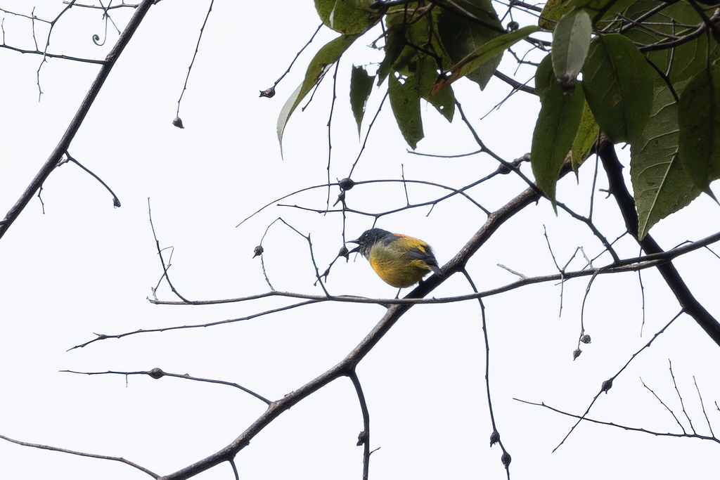 Orange-bellied Flowerpecker (Dicaeum trigonostigma)