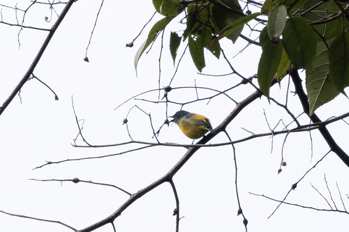 Orange-bellied Flowerpecker (Dicaeum trigonostigma), photo 2