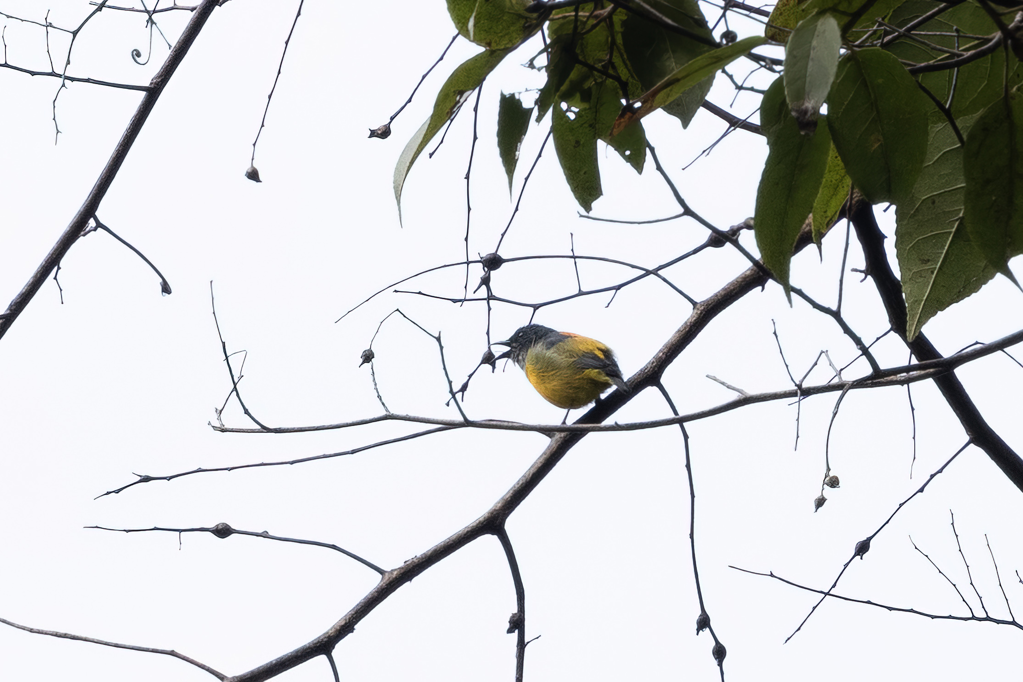 Orange-bellied Flowerpecker (Dicaeum trigonostigma), photo 2