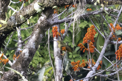 Spectacled Spiderhunter (Arachnothera flavigaster)