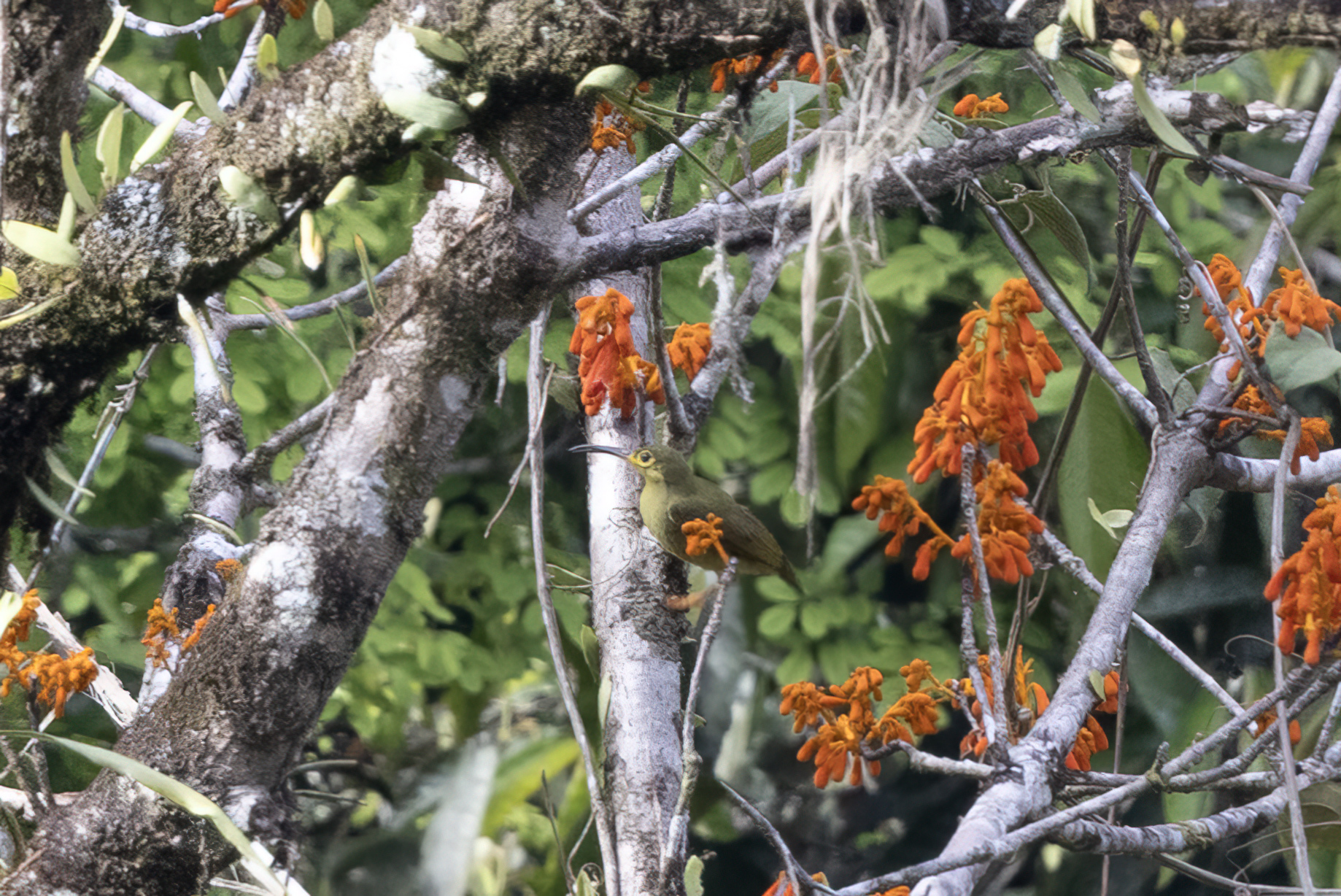 Spectacled Spiderhunter (Arachnothera flavigaster), photo 1
