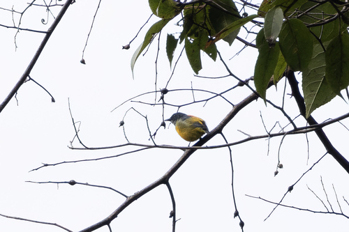 Orange-bellied Flowerpecker (Dicaeum trigonostigma)