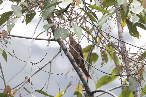 Little Cuckoo-Dove (Macropygia ruficeps)