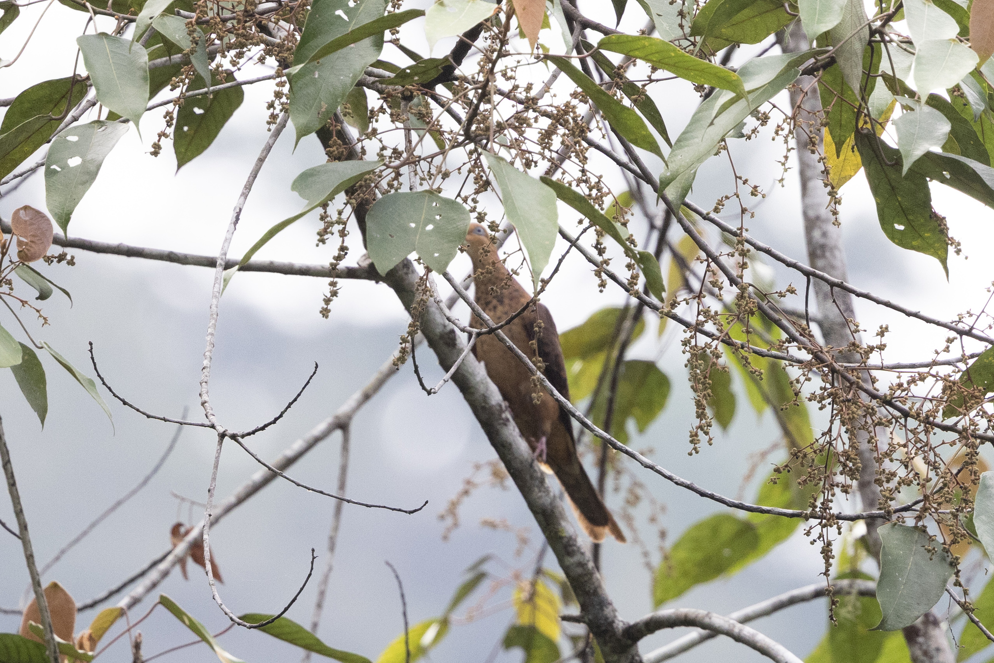 Little Cuckoo-Dove (Macropygia ruficeps), photo 1