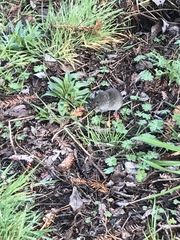 Microtus californicus