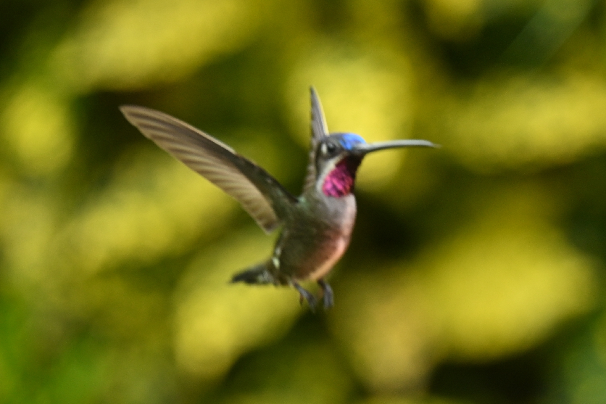 Long-billed Starthroat (Heliomaster longirostris), photo 3