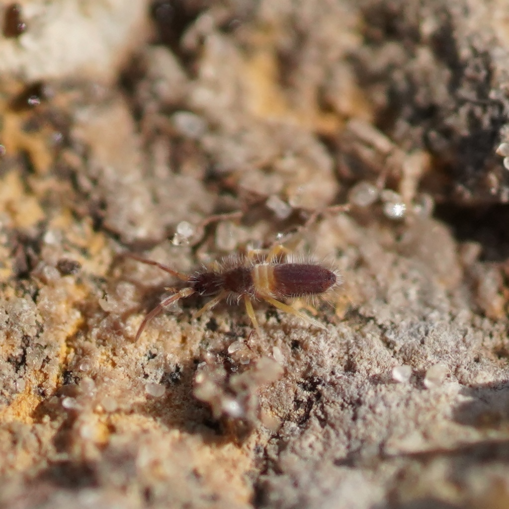 Entomobrya bicolor