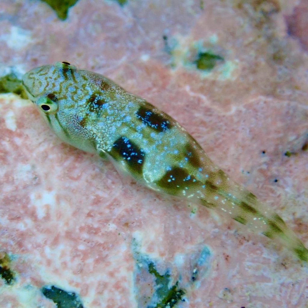Blackstripe Clingfish
