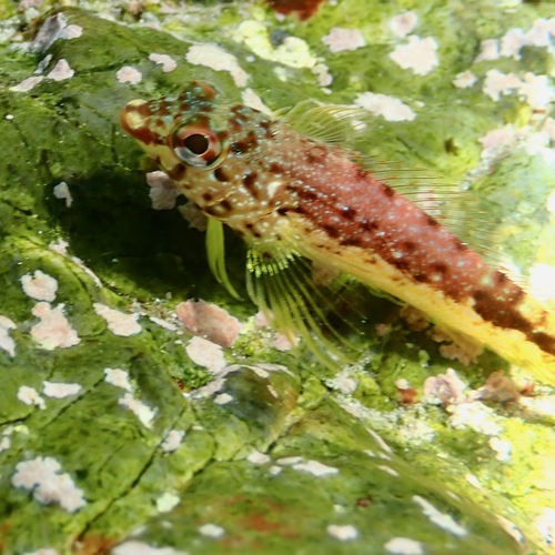 Fishgod Blenny (Malacoctenus ebisui)