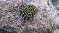 Schistidium rivulare