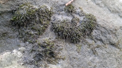 Schistidium rivulare