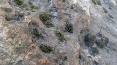 Schistidium rivulare