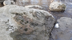 Schistidium rivulare